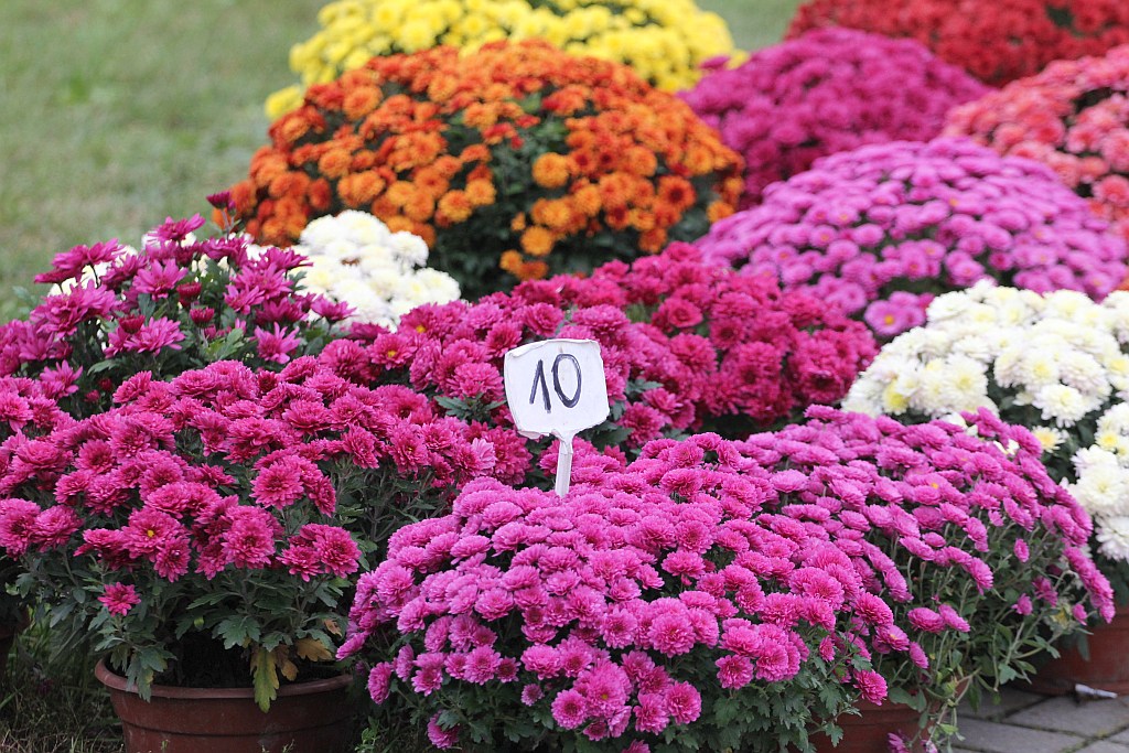 Rozpoczęła się sprzedaż kwiatów, stroików i zniczy na groby