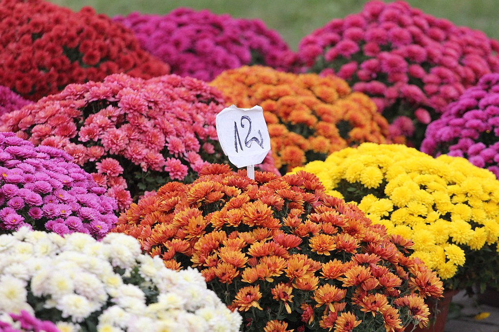 Rozpoczęła się sprzedaż kwiatów, stroików i zniczy na groby