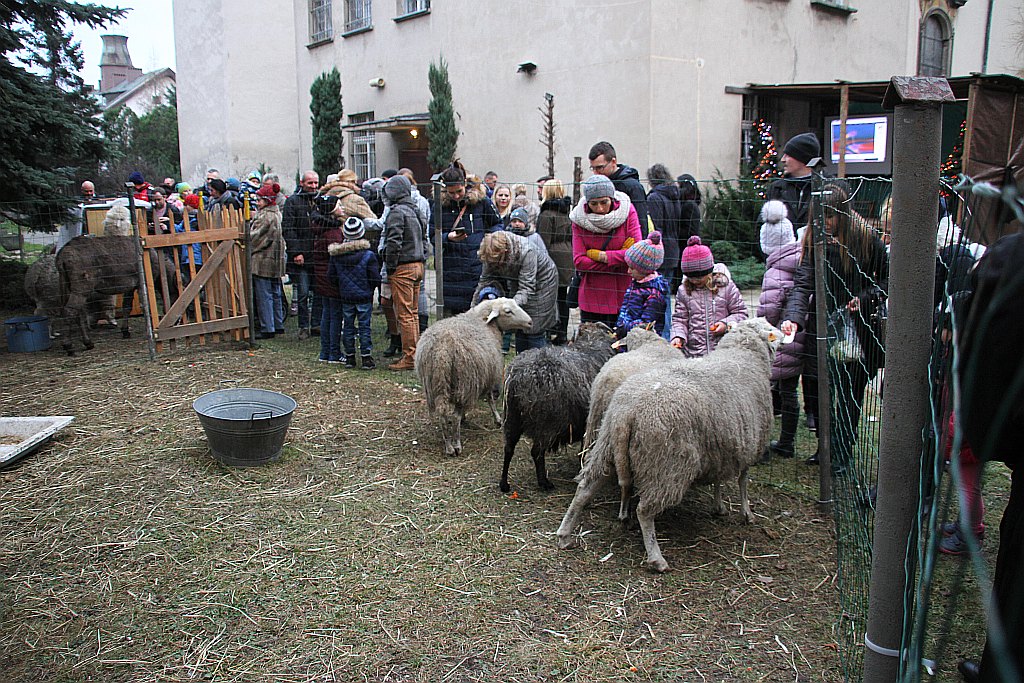 Żywa szopka przy kościele św. Jana cieszy oczy i napawa radością