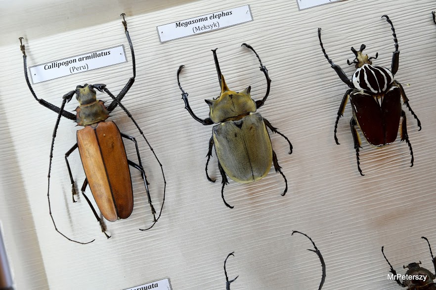 Minął pierwszy tydzień ferii zimowych w Domu Kultury „Atrium”