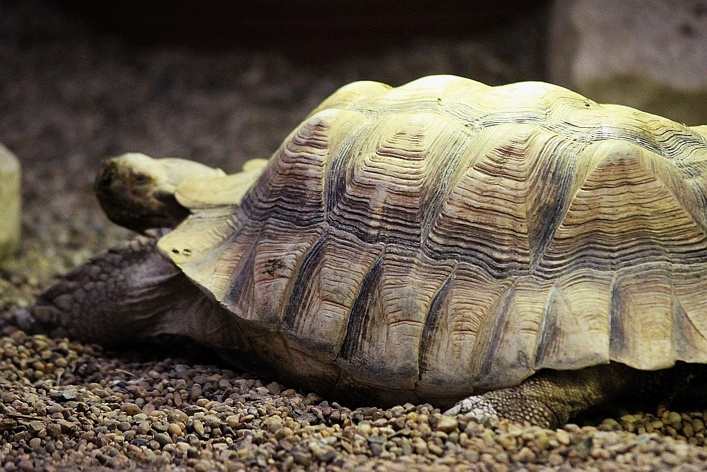 Wrocławskie Afrykarium zwane zoologicznym cudem świata