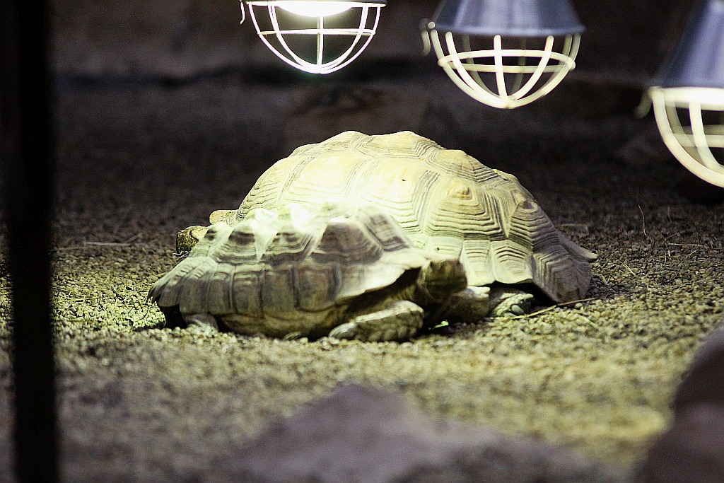Wrocławskie Afrykarium zwane zoologicznym cudem świata