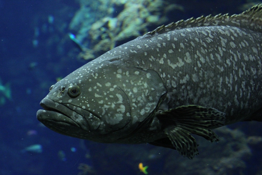 Wrocławskie Afrykarium zwane zoologicznym cudem świata