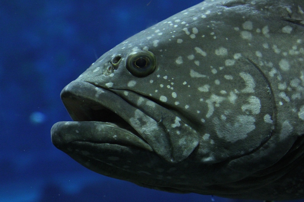 Wrocławskie Afrykarium zwane zoologicznym cudem świata