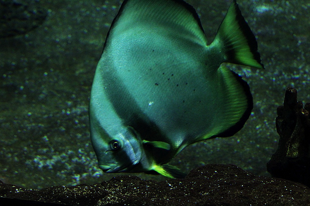 Wrocławskie Afrykarium zwane zoologicznym cudem świata