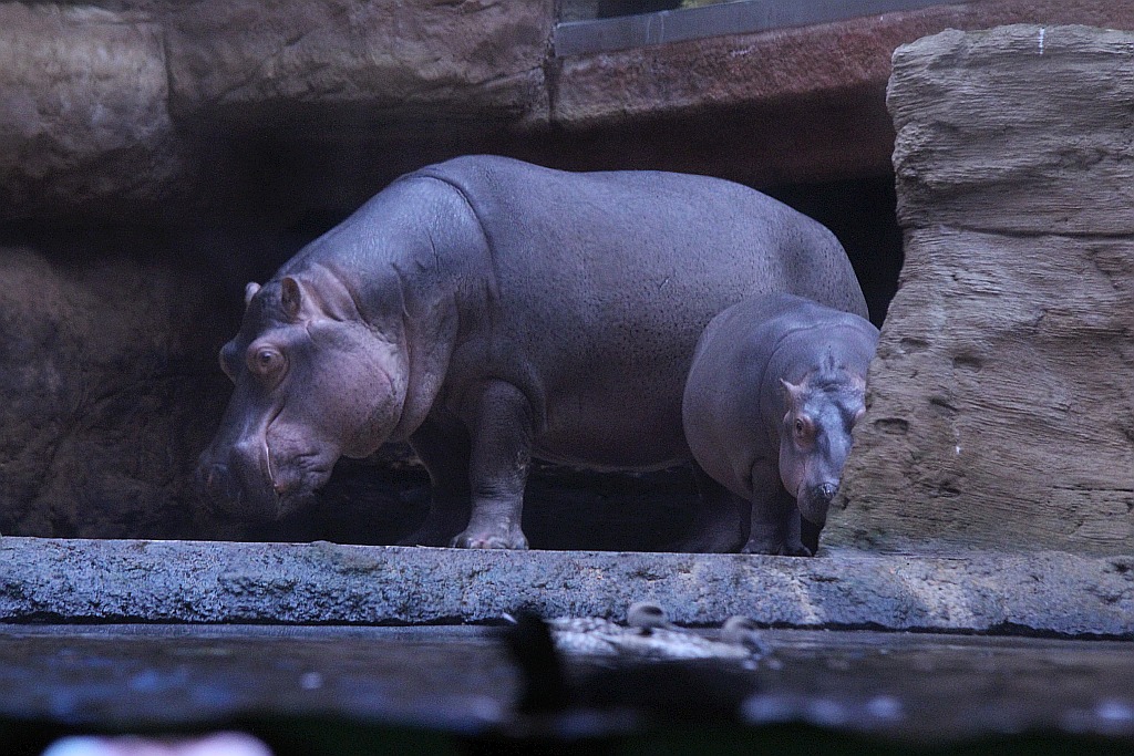 Wrocławskie Afrykarium zwane zoologicznym cudem świata