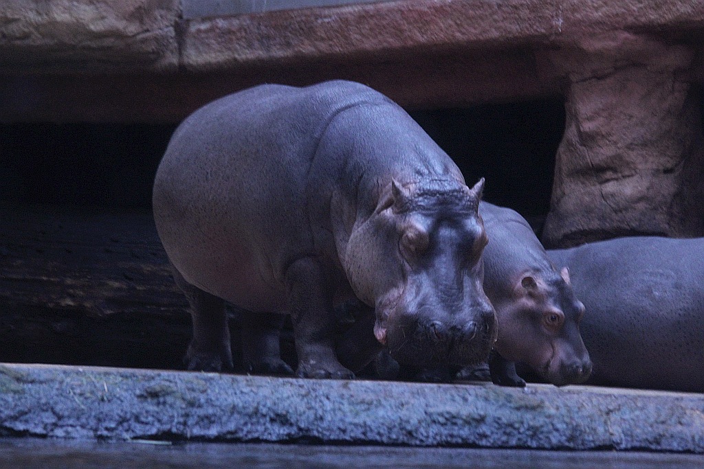 Wrocławskie Afrykarium zwane zoologicznym cudem świata