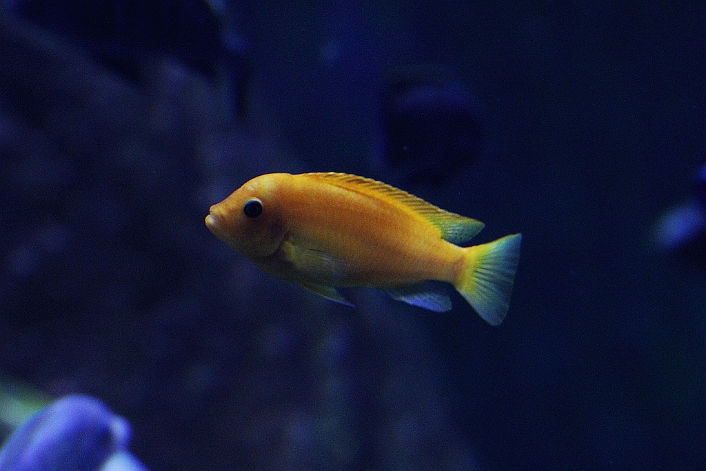 Wrocławskie Afrykarium zwane zoologicznym cudem świata