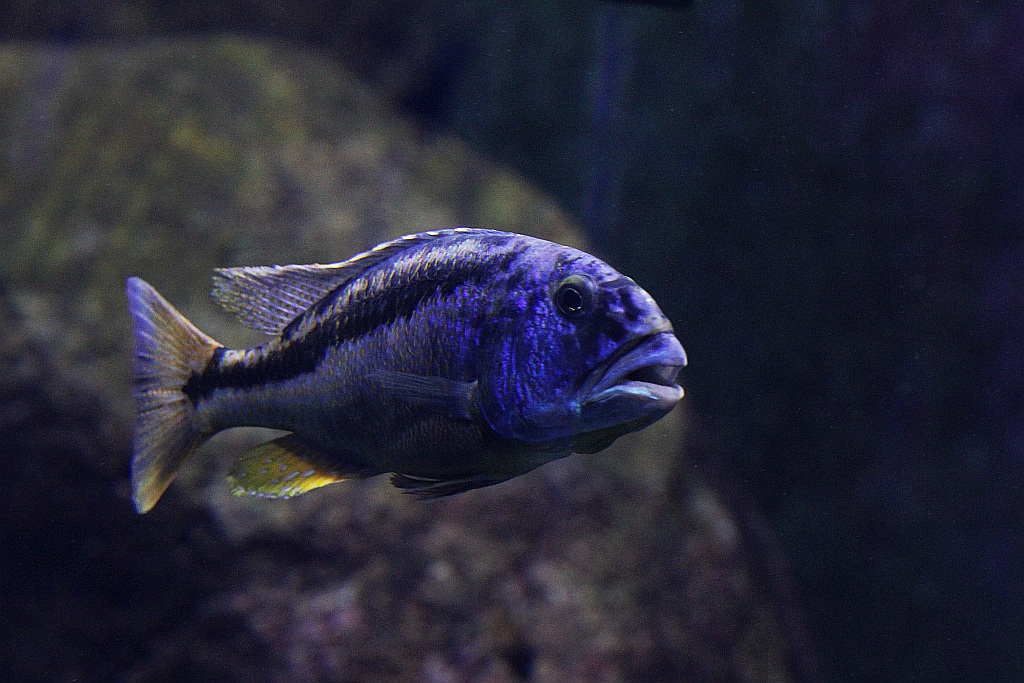 Wrocławskie Afrykarium zwane zoologicznym cudem świata