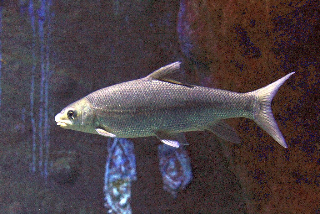 Wrocławskie Afrykarium zwane zoologicznym cudem świata