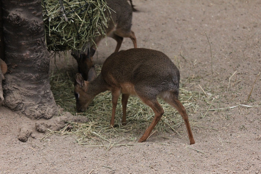 Wrocławskie Afrykarium zwane zoologicznym cudem świata