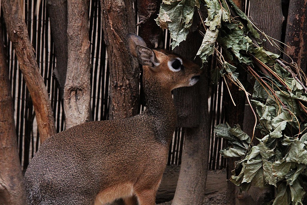 Wrocławskie Afrykarium zwane zoologicznym cudem świata