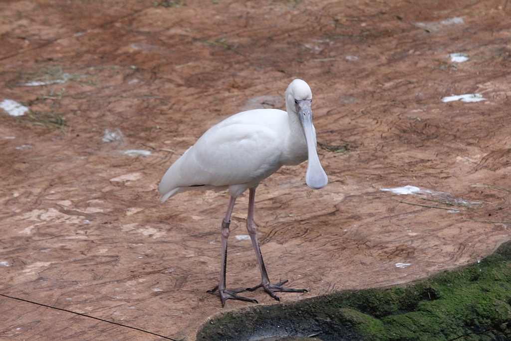 Wrocławskie Afrykarium zwane zoologicznym cudem świata