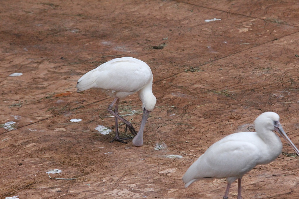 Wrocławskie Afrykarium zwane zoologicznym cudem świata