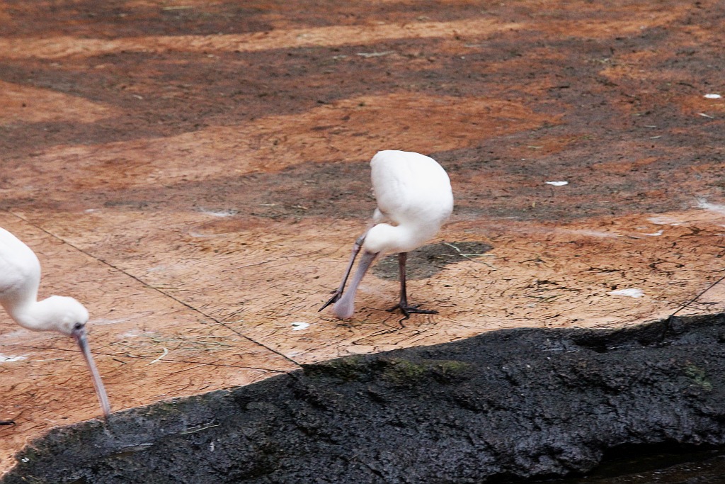 Wrocławskie Afrykarium zwane zoologicznym cudem świata