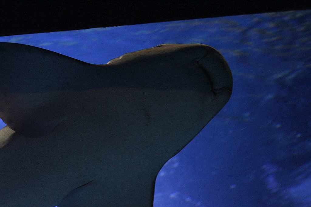 Wrocławskie Afrykarium zwane zoologicznym cudem świata