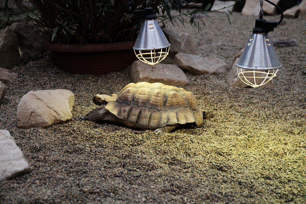 Wrocławskie Afrykarium zwane zoologicznym cudem świata