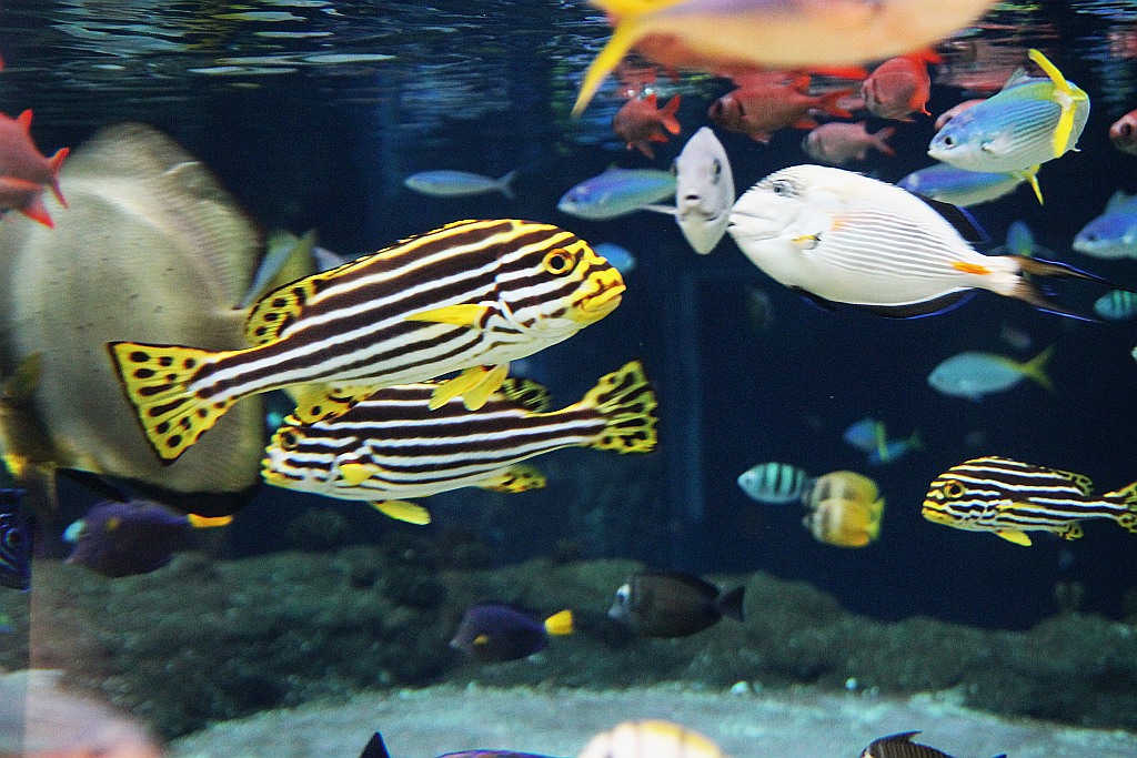 Wrocławskie Afrykarium zwane zoologicznym cudem świata