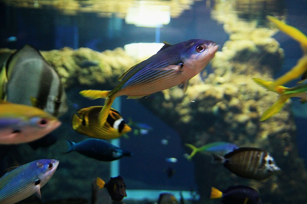 Wrocławskie Afrykarium zwane zoologicznym cudem świata