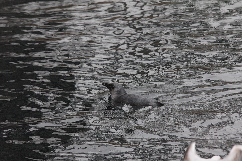 Wrocławskie Afrykarium zwane zoologicznym cudem świata