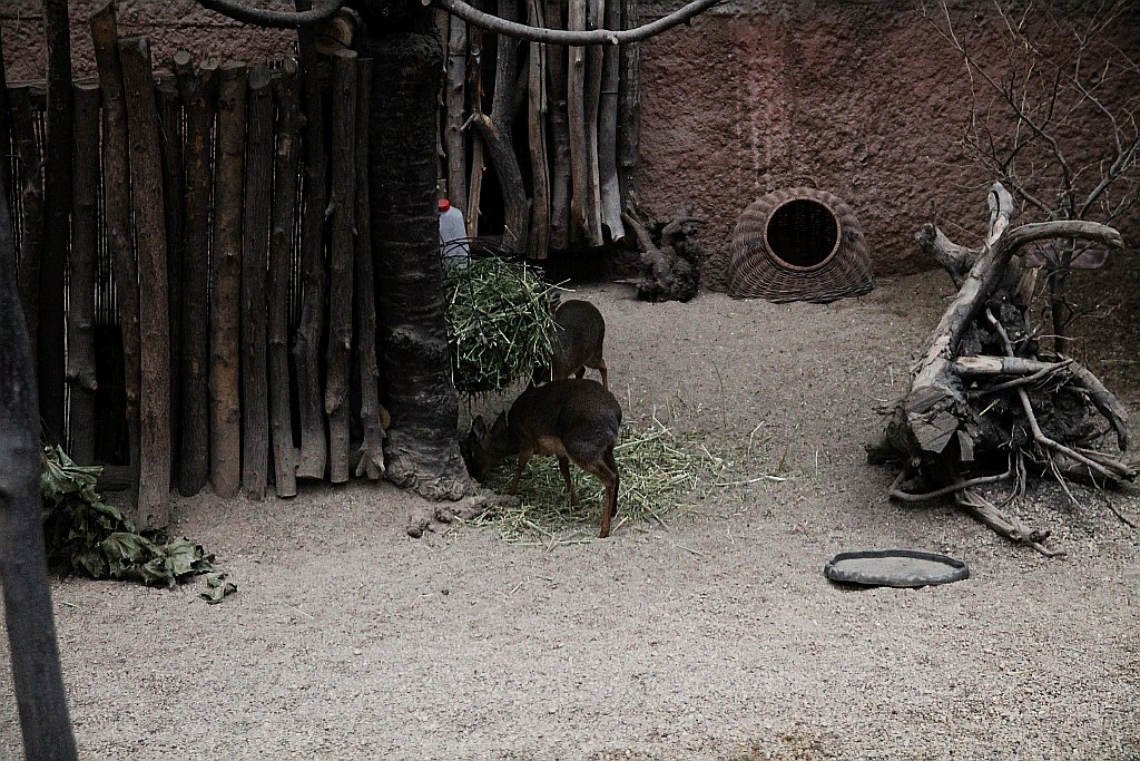 Wrocławskie Afrykarium zwane zoologicznym cudem świata