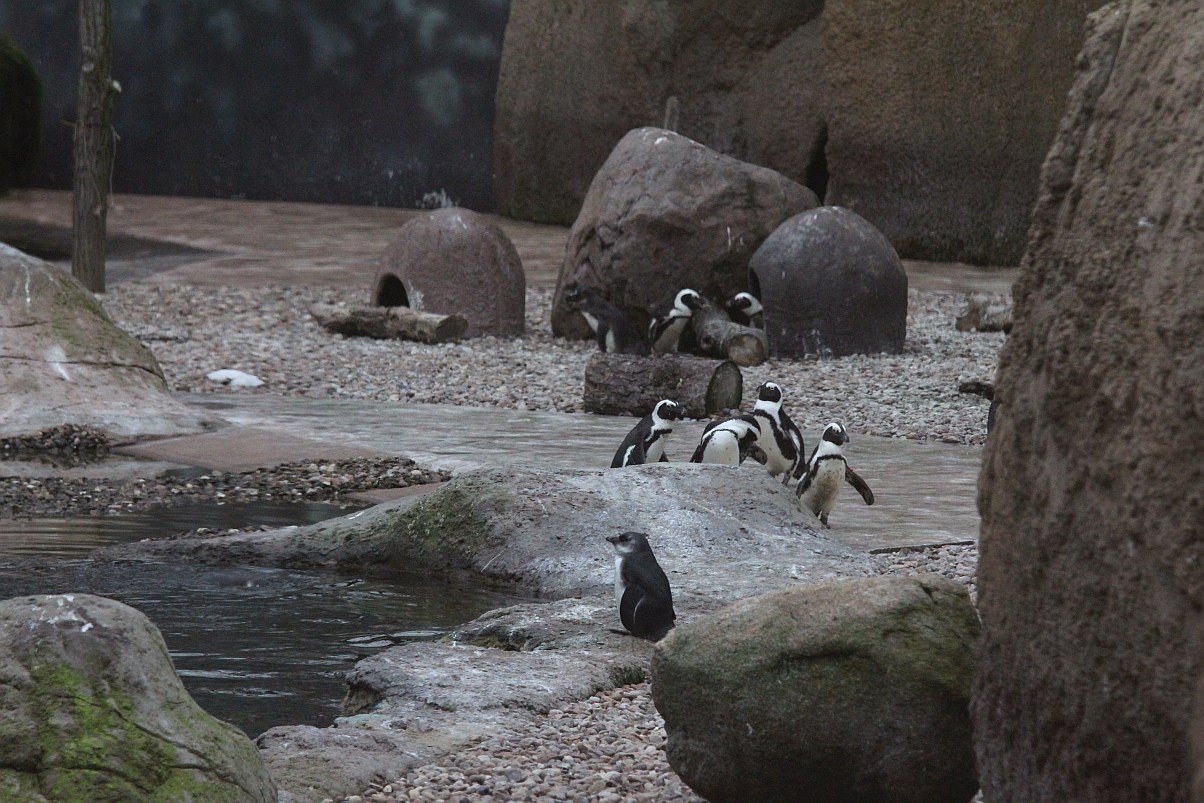 Wrocławskie Afrykarium zwane zoologicznym cudem świata