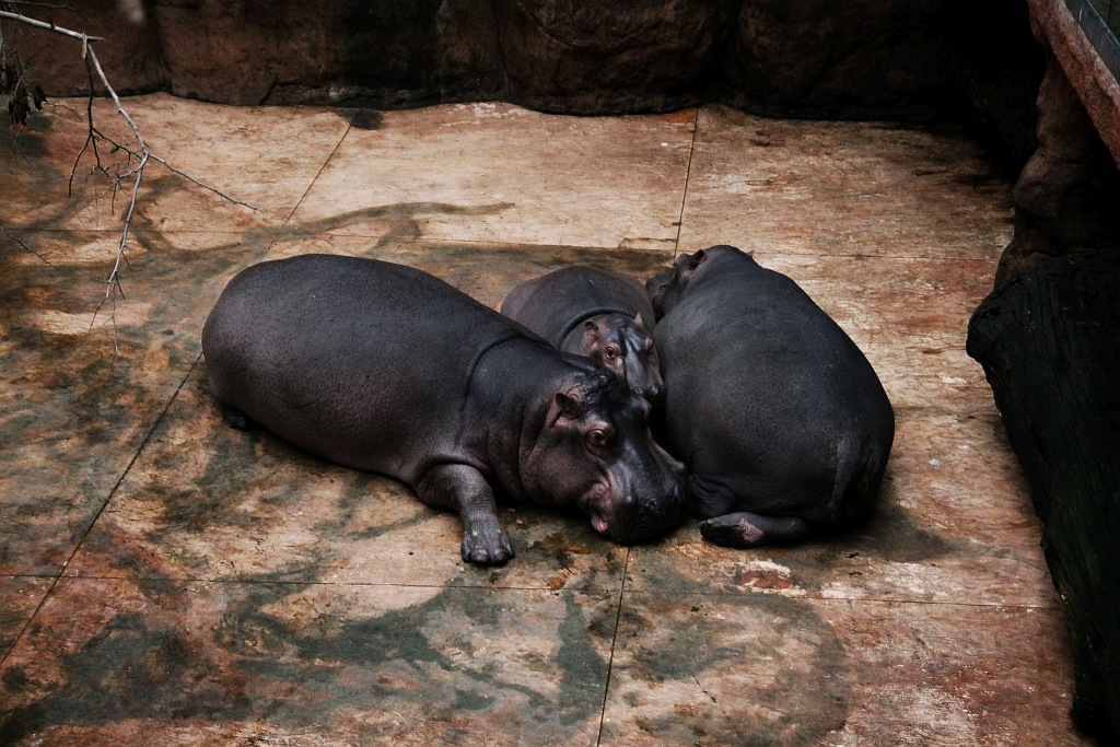 Wrocławskie Afrykarium zwane zoologicznym cudem świata