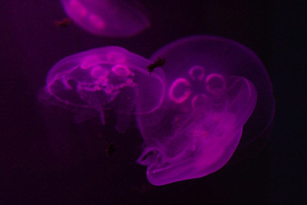 Wrocławskie Afrykarium zwane zoologicznym cudem świata