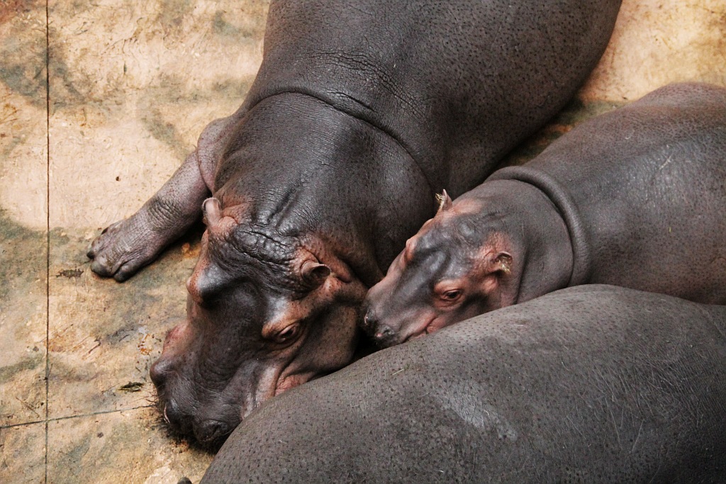 Wrocławskie Afrykarium zwane zoologicznym cudem świata