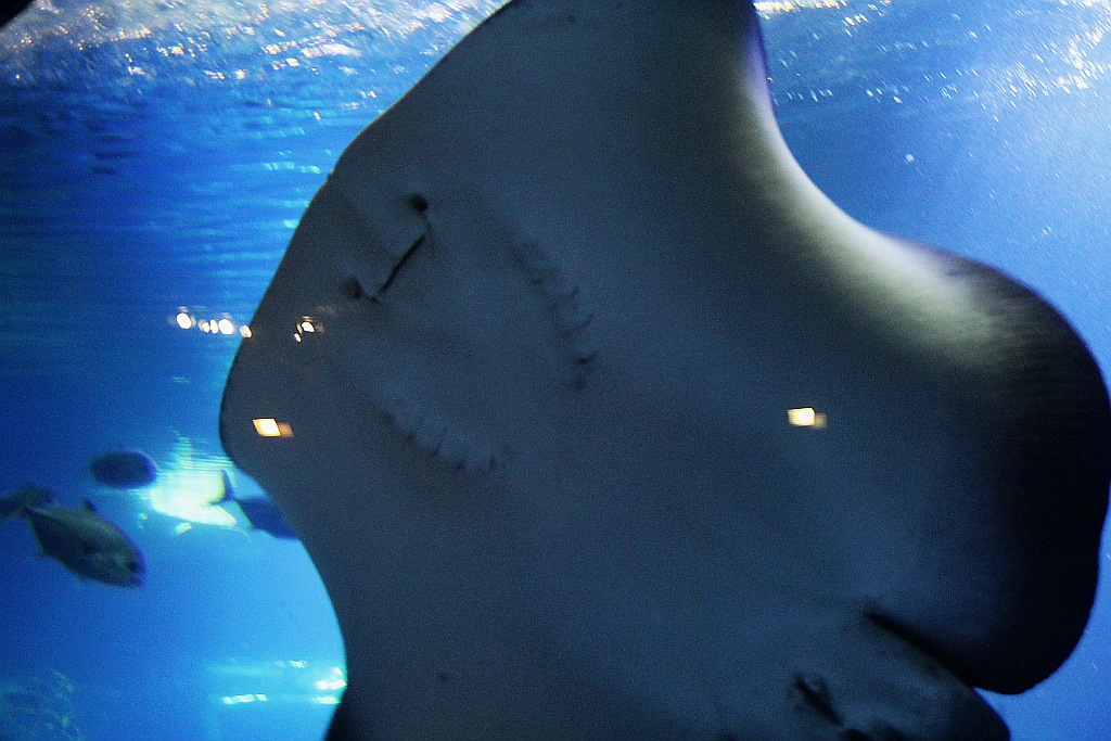 Wrocławskie Afrykarium zwane zoologicznym cudem świata