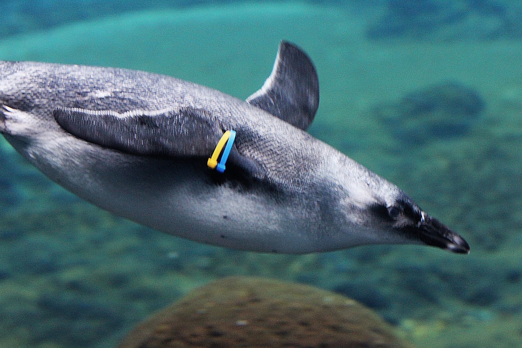 Wrocławskie Afrykarium zwane zoologicznym cudem świata