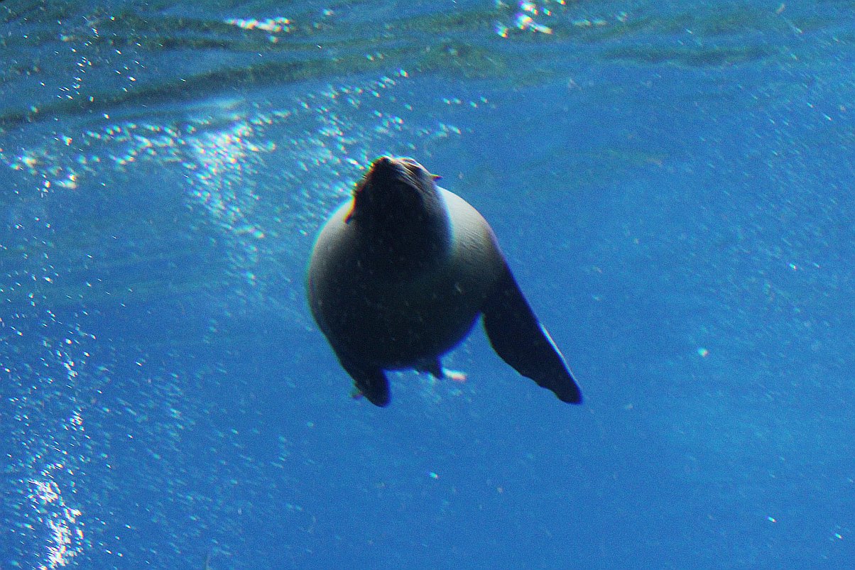 Wrocławskie Afrykarium zwane zoologicznym cudem świata