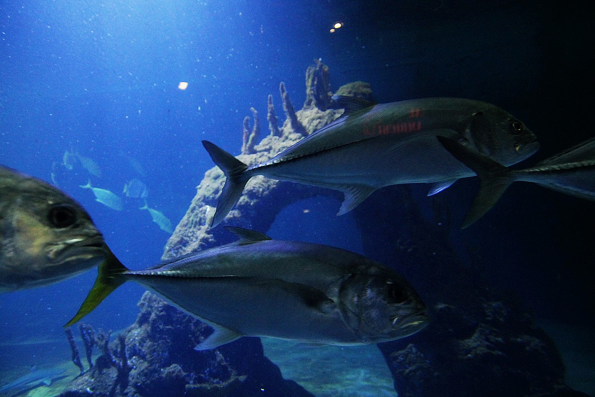 Wrocławskie Afrykarium zwane zoologicznym cudem świata