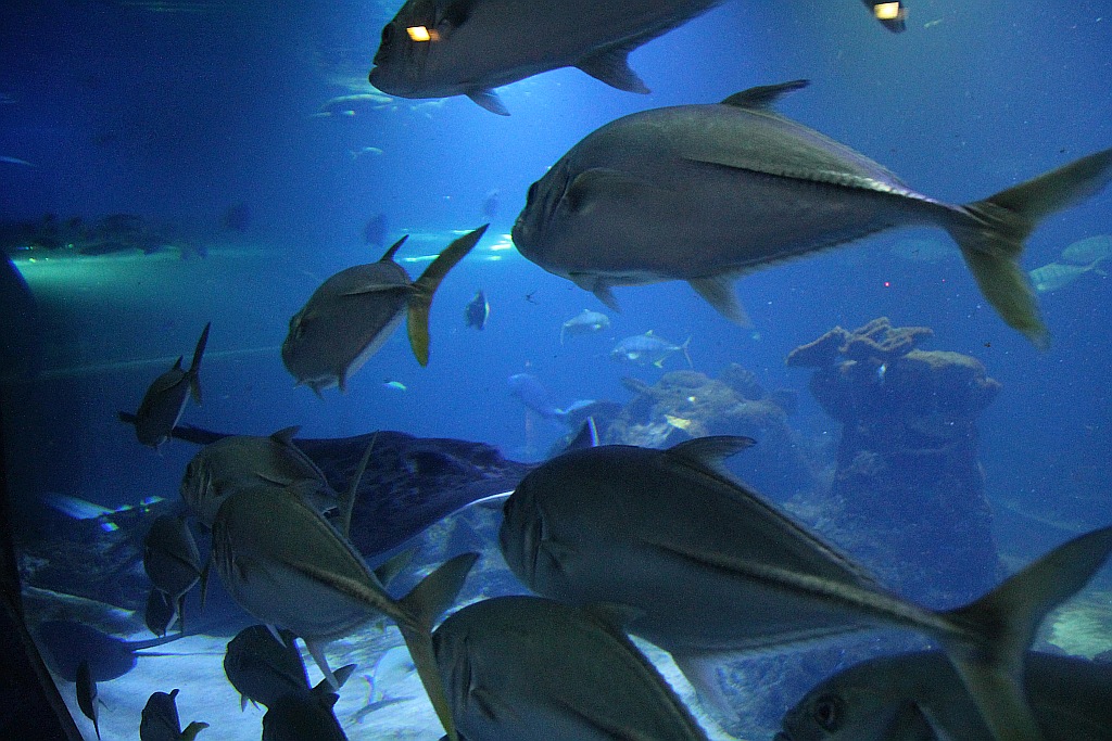 Wrocławskie Afrykarium zwane zoologicznym cudem świata