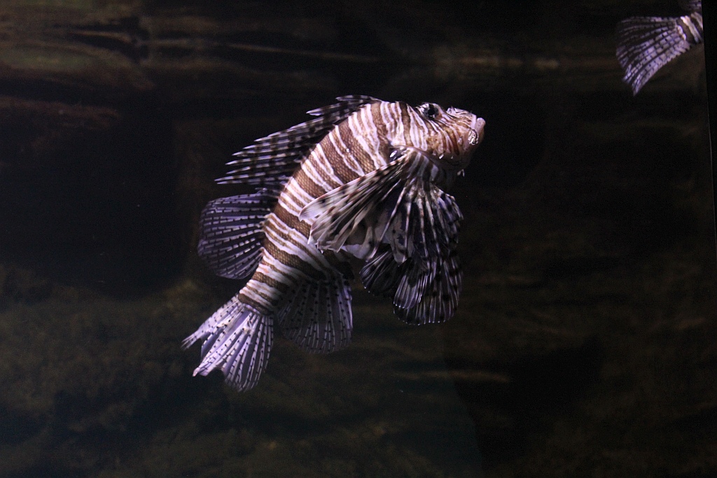 Wrocławskie Afrykarium zwane zoologicznym cudem świata
