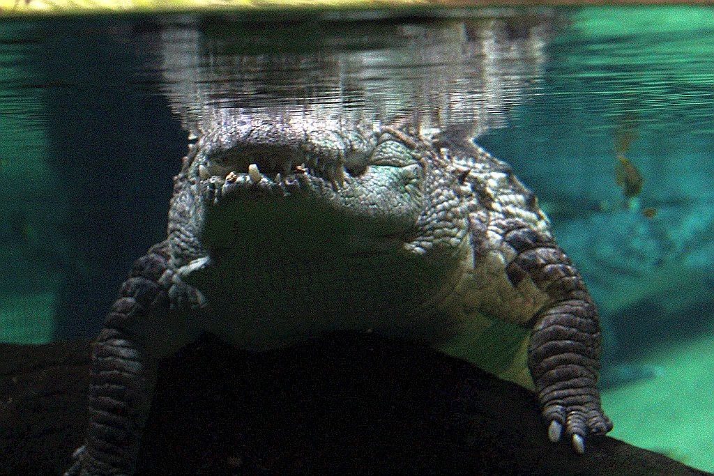 Wrocławskie Afrykarium zwane zoologicznym cudem świata