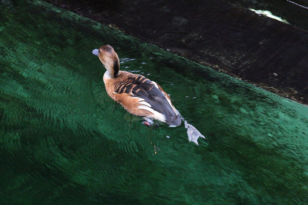 Wrocławskie Afrykarium zwane zoologicznym cudem świata