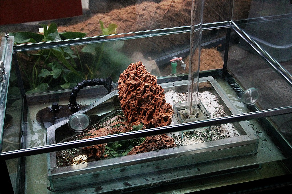 Wrocławskie Afrykarium zwane zoologicznym cudem świata