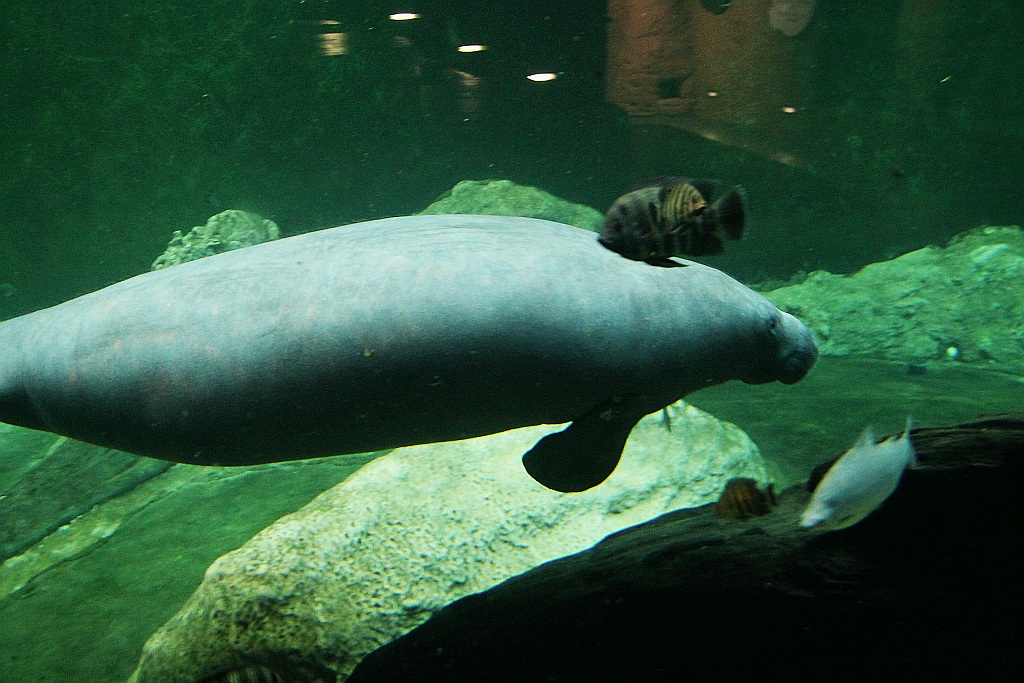 Wrocławskie Afrykarium zwane zoologicznym cudem świata