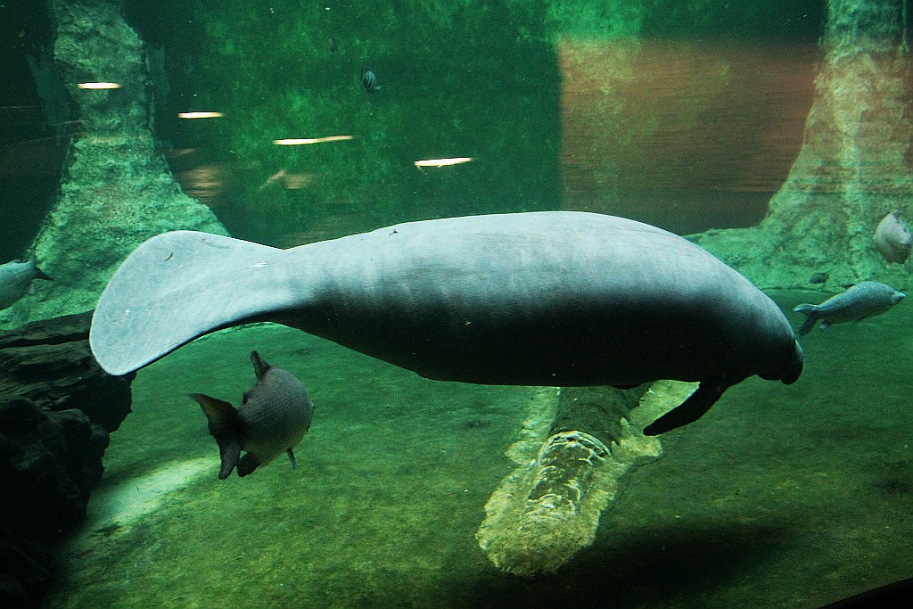 Wrocławskie Afrykarium zwane zoologicznym cudem świata