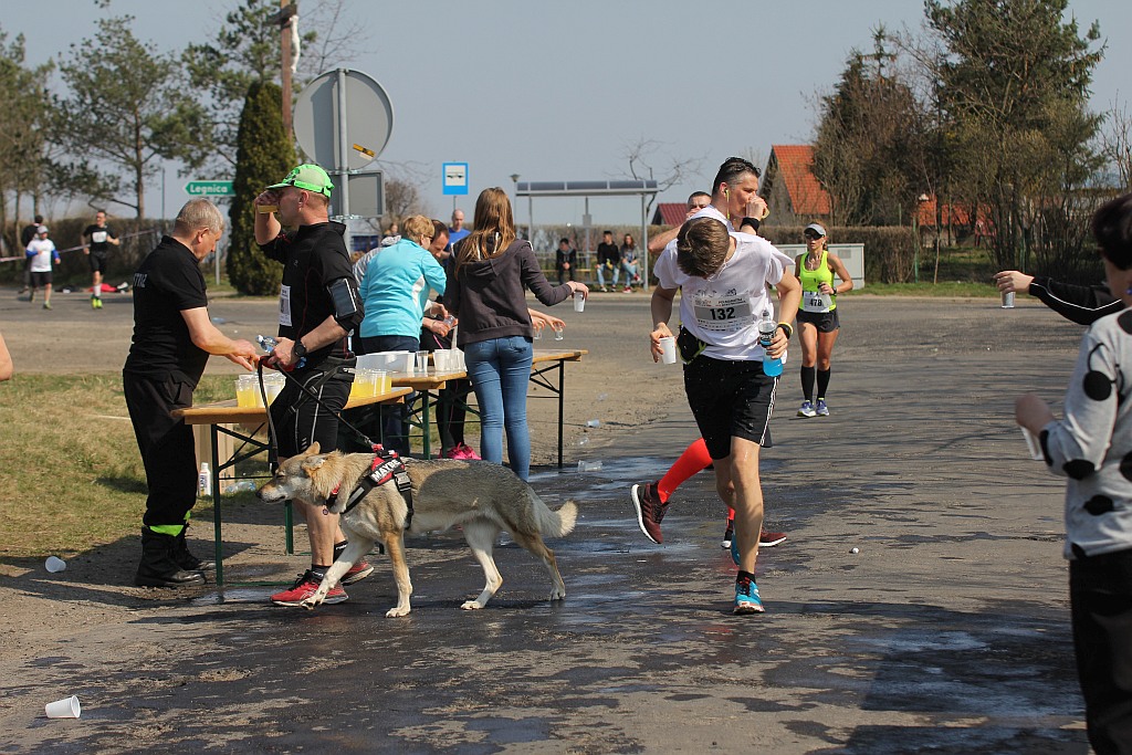 Półmaraton Bitwy pod Legnicą 1241. Legnica - Legnickie Pole cz3