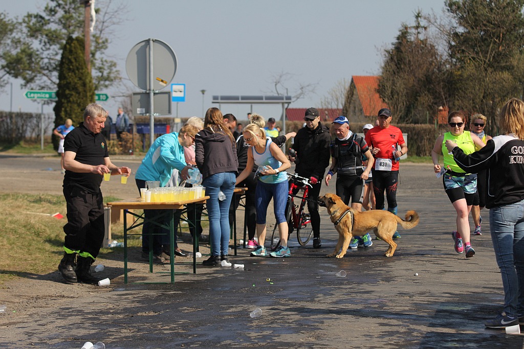 Półmaraton Bitwy pod Legnicą 1241. Legnica - Legnickie Pole cz3