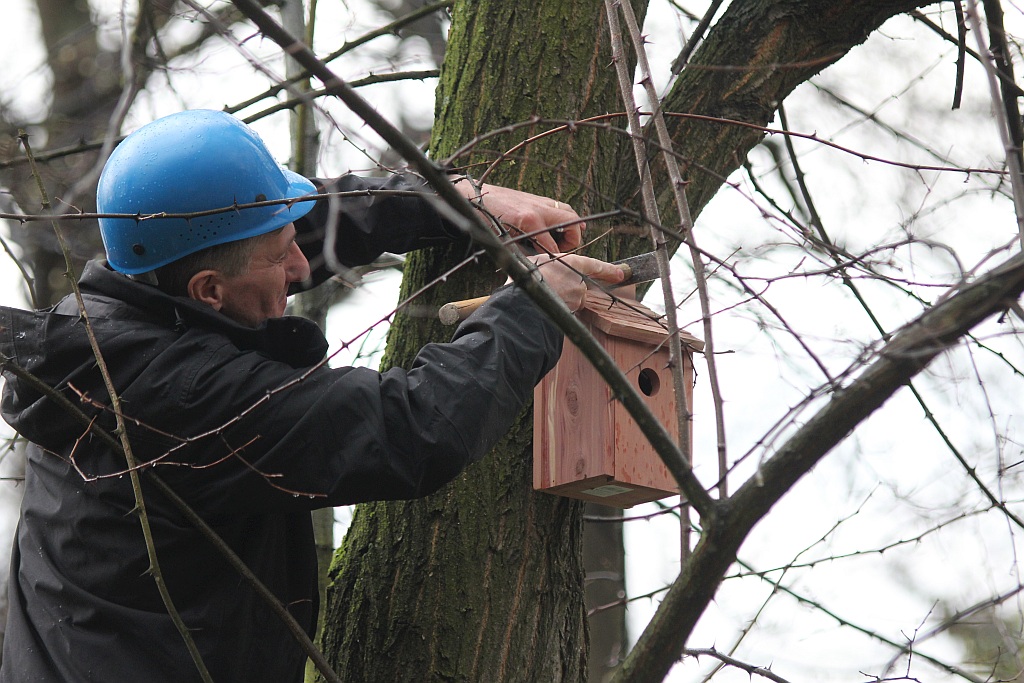 Pracownicy WFOŚiGW powiesili na drzewach budki dla ptaków