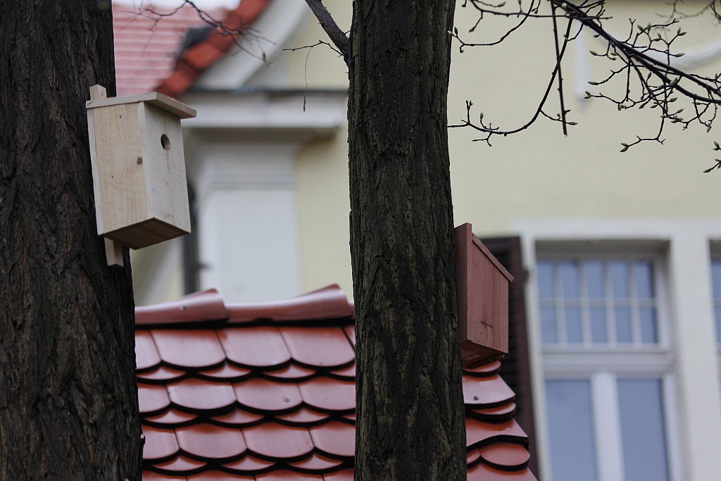 Pracownicy WFOŚiGW powiesili na drzewach budki dla ptaków