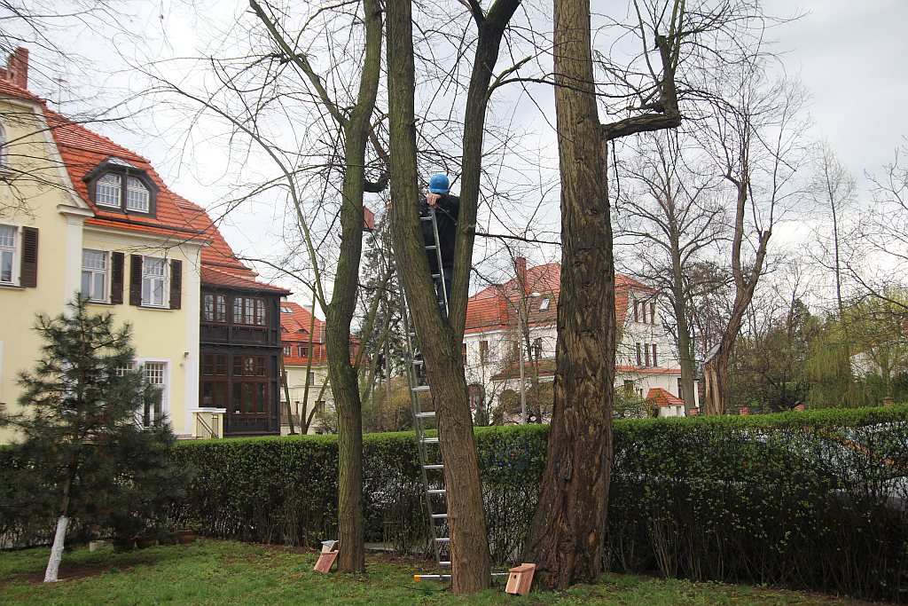 Pracownicy WFOŚiGW powiesili na drzewach budki dla ptaków