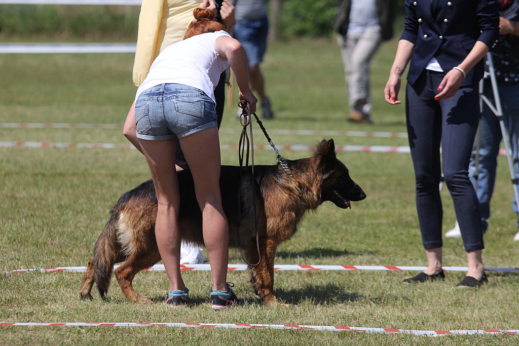 Krajowa Wystawa Psów Rasowych w Miłogostowicach