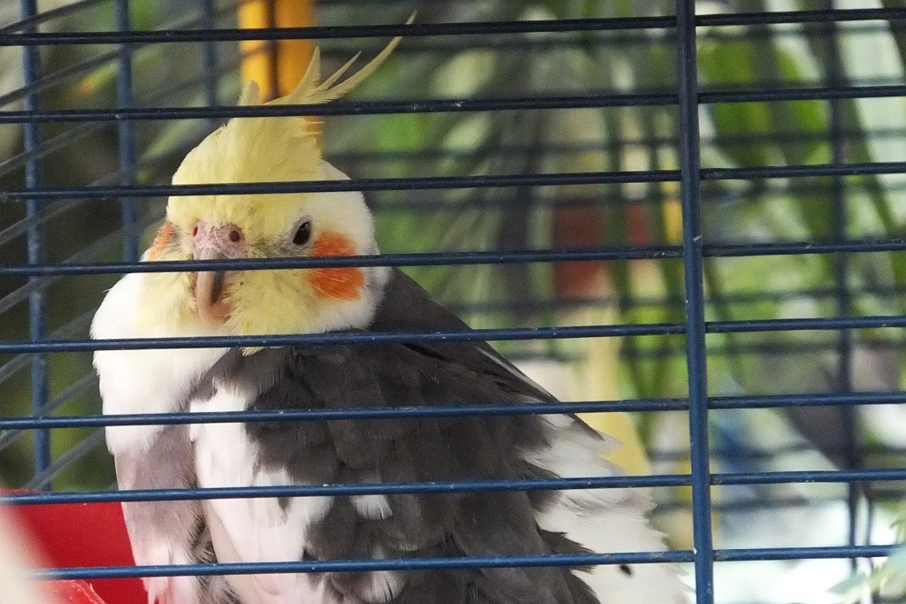 Legnicka palmiarnia czeka na adopcyjnych rodziców