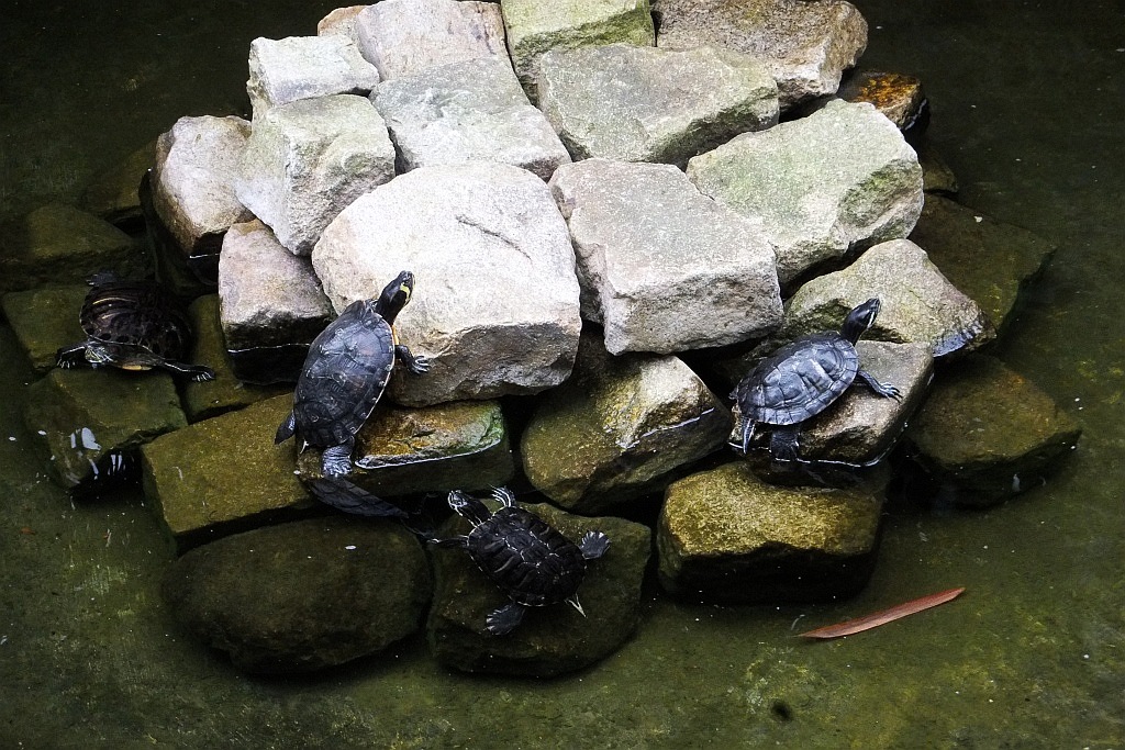 Legnicka palmiarnia czeka na adopcyjnych rodziców