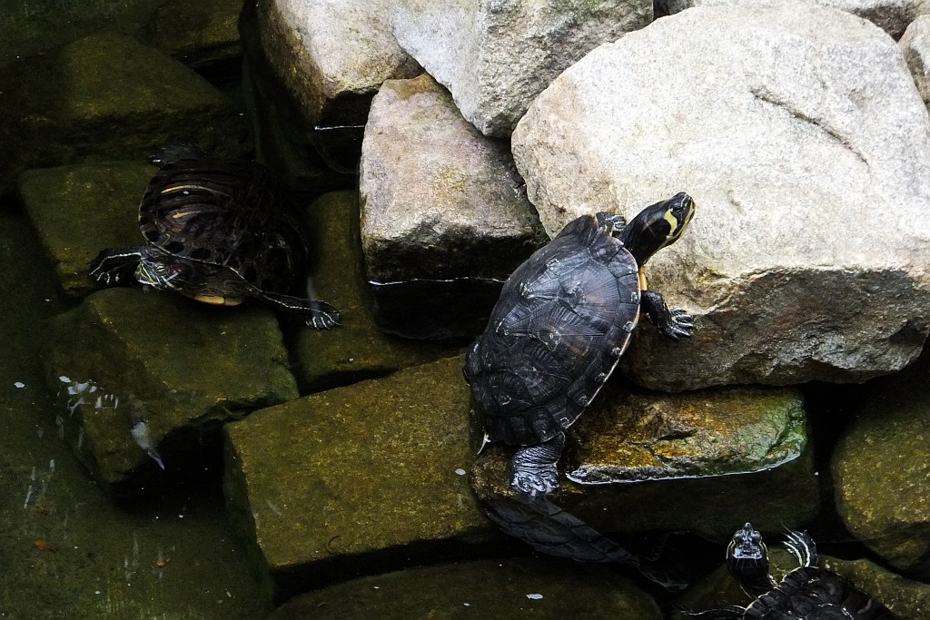 Legnicka palmiarnia czeka na adopcyjnych rodziców