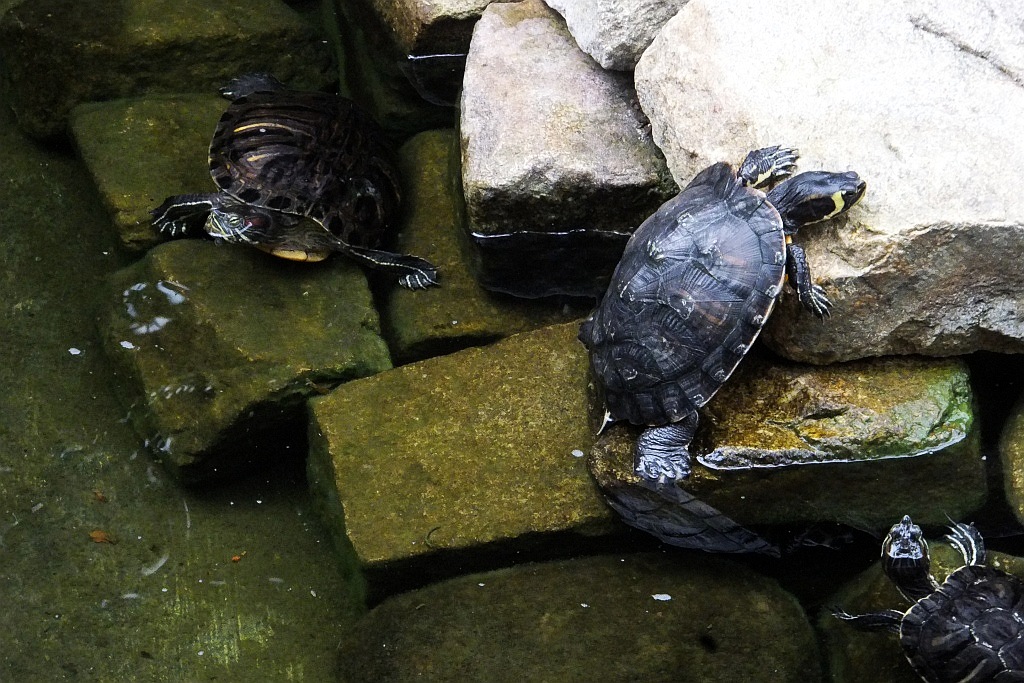 Legnicka palmiarnia czeka na adopcyjnych rodziców